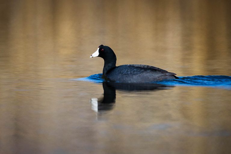 American Coot Swimming Through Water
