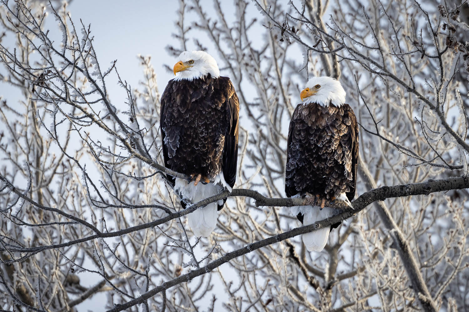 Frosty Bald Eagles in Tree Branches